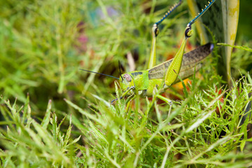 Grasshopper in a bush