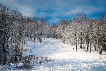 Winter landscape in snow forest. Alley in snowy forest