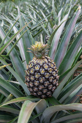 Obraz premium Pineapple garden nature.