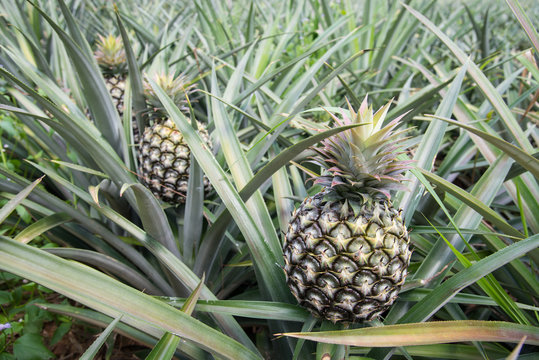 Pineapple garden nature.