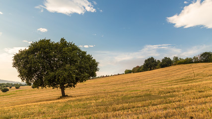 Fototapeta premium Sunset in the italian countryside