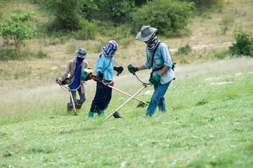 The workers were cutting grass