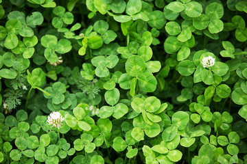 Three leaf clovers in the green field