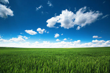 Green wheat field and cloudy sky, farmland, agricultural scene