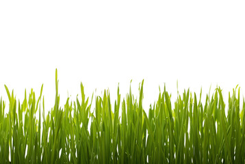 Fresh Green grass and water drops on white background