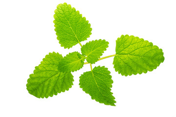 Mentha or mint leaves isolated on white