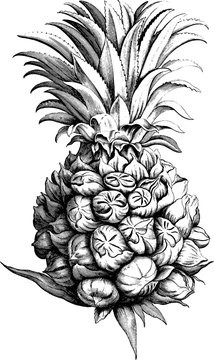 Vintage drawing pineapple