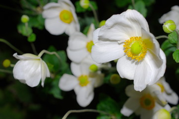 Obraz na płótnie Canvas 白い秋明菊の花
