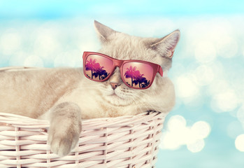 Obrazy na Plexi  Kot w okularach przeciwsłonecznych leżący w koszu na tle morza
