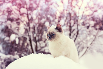 Fototapeta premium Cat siting in snowdrift in winter forest