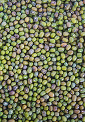 Green bean or mung bean background