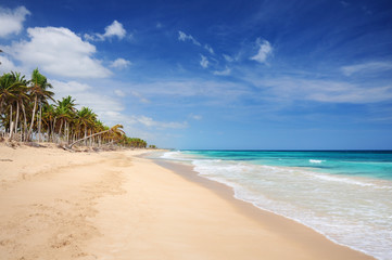 Palm trees and sandy beach