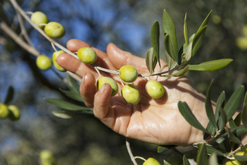 Harvesting organic olives by hand, on sunny autumn day