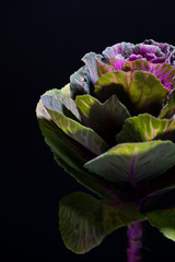 Multicoloured decorative cabbage or kale, front view on black background