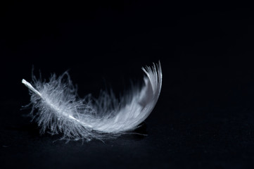 Obraz premium white swan feather isolated on black background