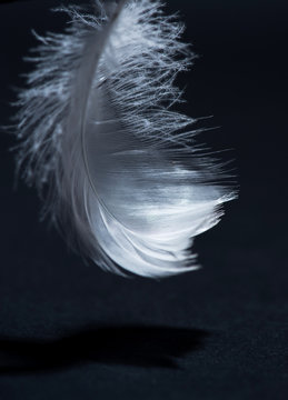 white swan feather isolated on black background