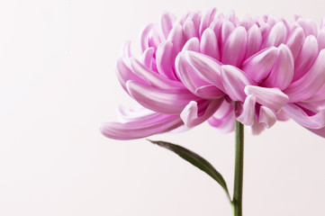 Pink Chrysanthemum flower head, horizontal front view with copy space on light background