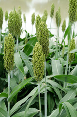 Sorghum or Millet field