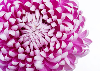 Pink Chrysanthemum flower head, close up view from above. top view