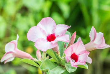 Pink Adenium flowers