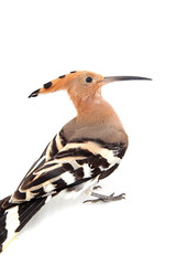 The hoopoe, close-up, white background