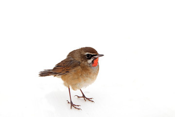 Luscinia calliope