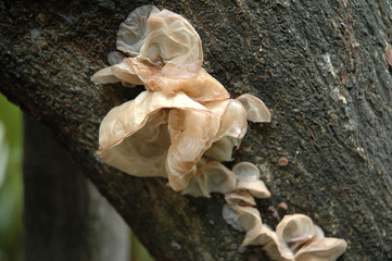 Auricularia auricula-judae, common name Jew's ear, wood ear, jelly ear on mango log lumber 