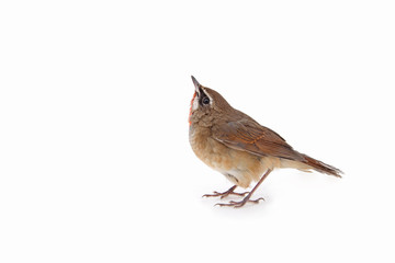 Luscinia calliope