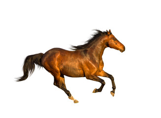 Obraz na płótnie Canvas horse isolate