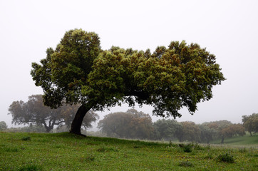 holm oaks trees - horizontal