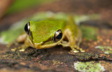Copper Cheeked Frog