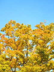 Fototapeta premium 黄葉のケヤキ