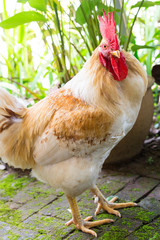 Free range chickens on garden