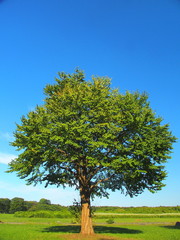 Fototapeta na wymiar 草原の大木