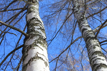 Autumn birch forest landscape