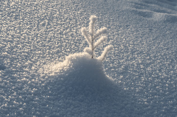 Branch covered with cristal frost from the snowdrift.