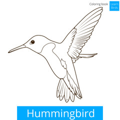 Hummingbird learn birds coloring book vector