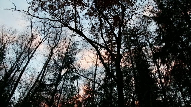 Autumn forest, evening, tops of the trees