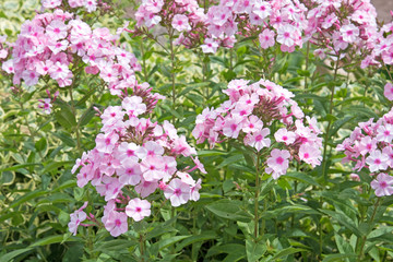 Obraz premium Phlox - Flammenblume