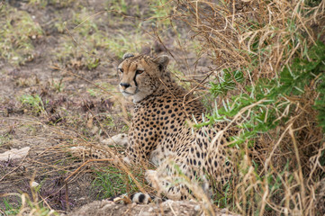 Cheetah in the national park