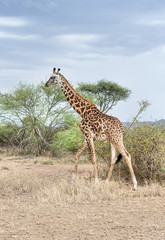 Naklejka na ściany i meble Giraffe in the National park