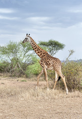 Giraffe in the National park