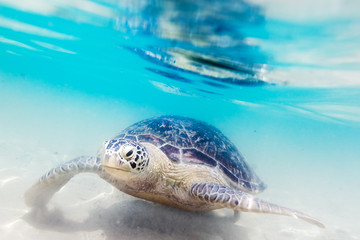 Fototapeta premium Turtle at Hikkaduwa beach