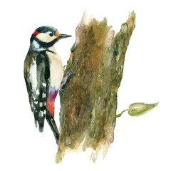 Watercolor bird. Woodpecker on tree. - 95544132