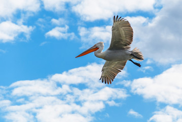 Dalmatian pelican flying