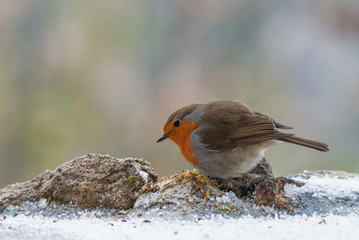 European robin looking for food in winter