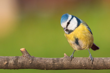 cinciarella su un ramo che guarda in camera © al85