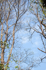 Twig trees