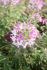 Rocky Mountain Bee Plant