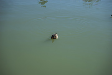 Duck, Lake in Retiro park, Madrid Spain